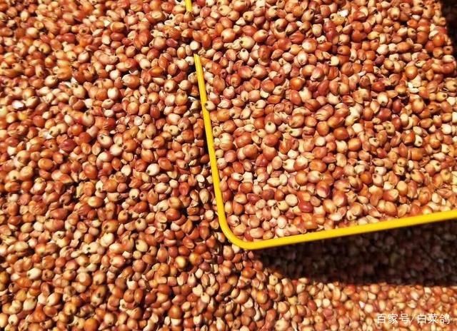 Sorghum